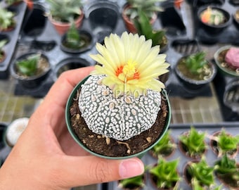 Super Kabito Cactus Pot 3” Indoor Plants -  Houseplant