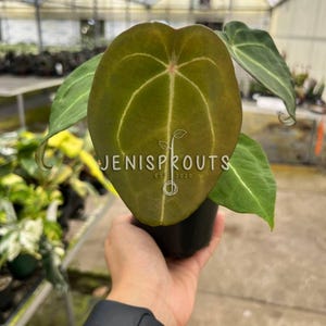 Anthurium Forgetii Pot 4”. Velvety leaves, a rare find - Indoor Plants -  Houseplant - Tropical Foliage