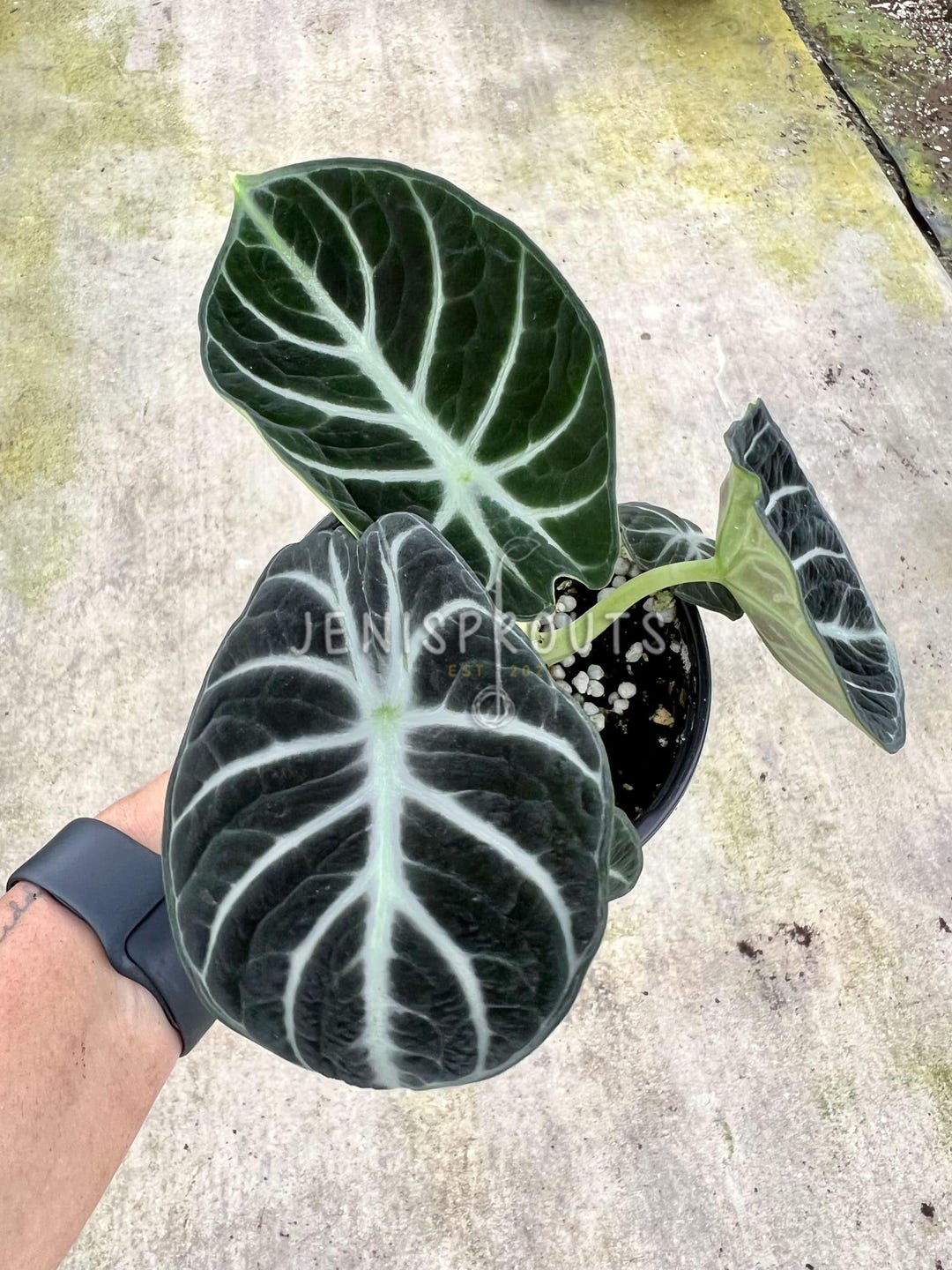 その他観葉植物 Alocasia Black Velvet ninja splash NO4 e31341a4-6ad9-4228-ab6c-