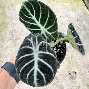 Alocasia Ninja Pot 4”. Dramatic, almost black leaves for a bold statement - Indoor Plants -  Houseplant - Tropical Foliage