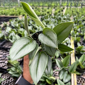 May include: A silver-leaved plant with a heart-shaped leaf in a small pot. The plant is being held by a hand with a watch on the wrist.