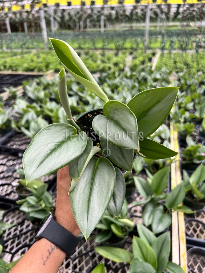 May include: A silver-leaved plant with a heart-shaped leaf in a small pot. The plant is being held by a hand with a watch on the wrist.