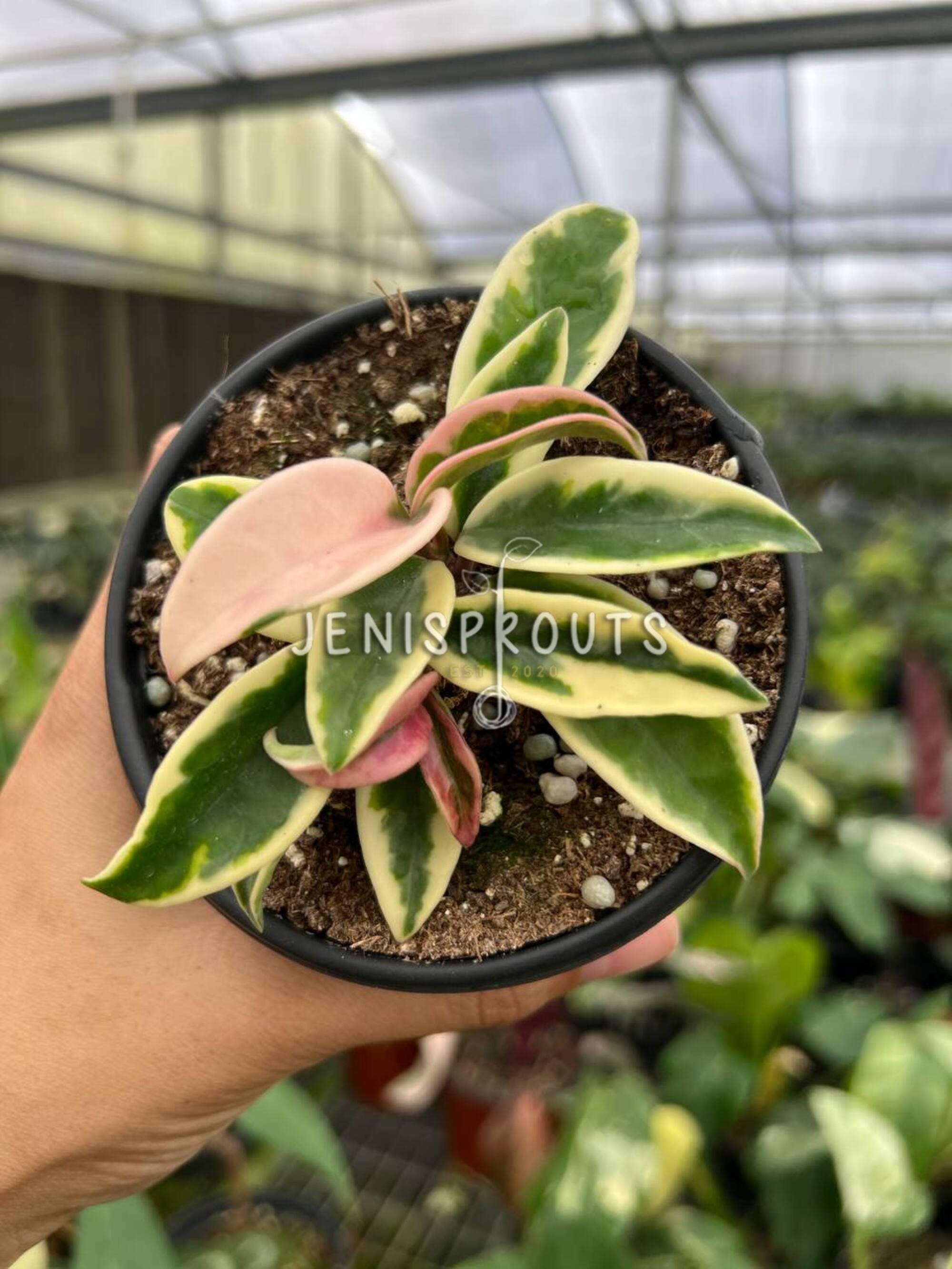 Hoya Krinkle 8 Albomarginata – Variegated Wax Plant – 4” Pot - Etsy