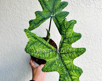 Alocasia Sulawesi 'Jacklyn' Pot 6” - Houseplant