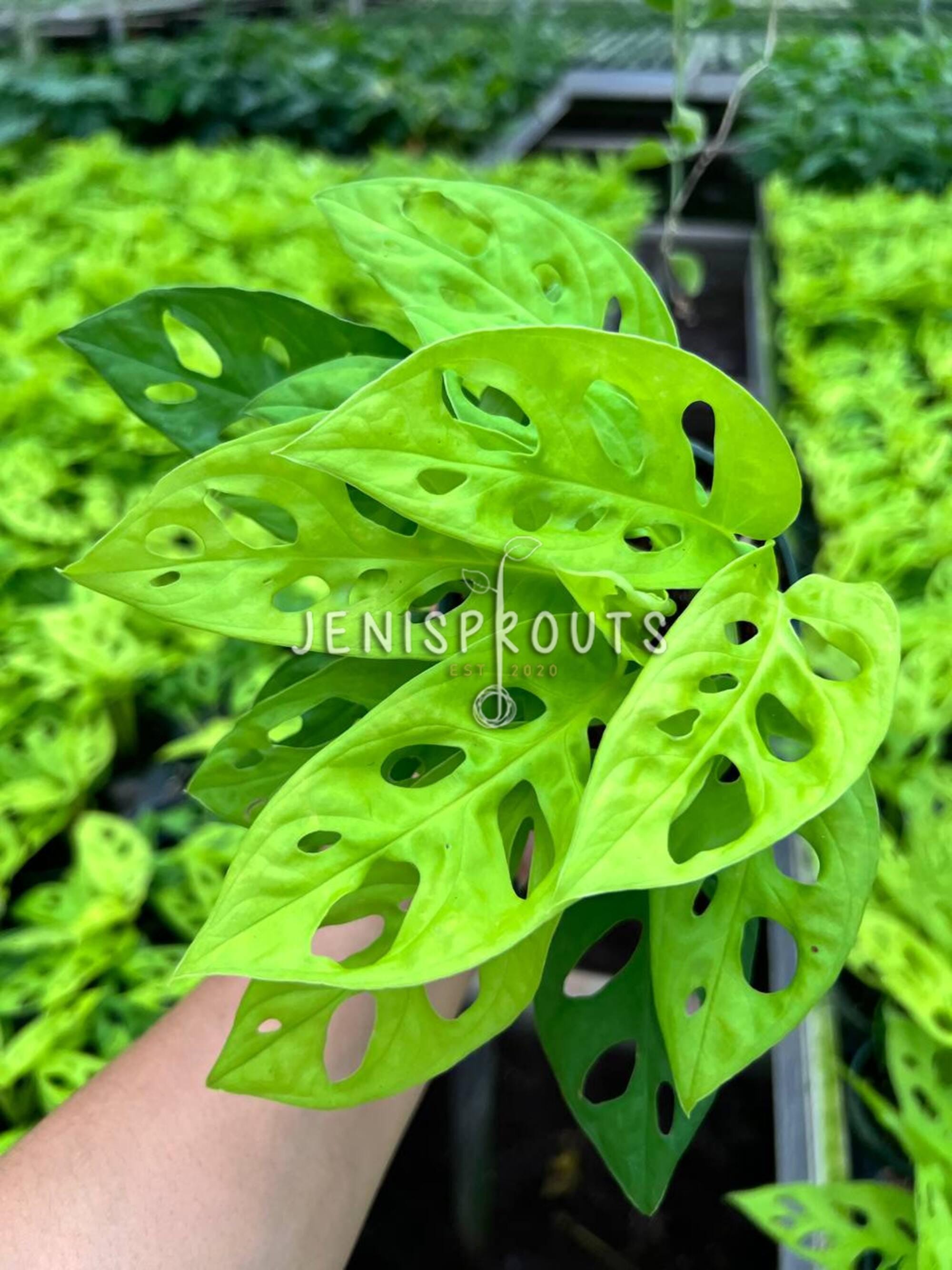 Monstera Adansonii Neon 4