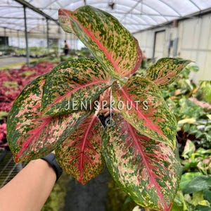 Aglaonema Platinum Karat – Silvery Green Indoor Plant – Low Light Easy Care Houseplant – Indoor Plant - Live plant - Colored Leaves – 4” Pot