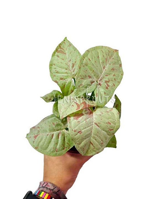Syngonium Milk Confetti Pot 4”. Creamy white variegation on leaves - Indoor Plants -  Houseplant - Tropical Foliage
