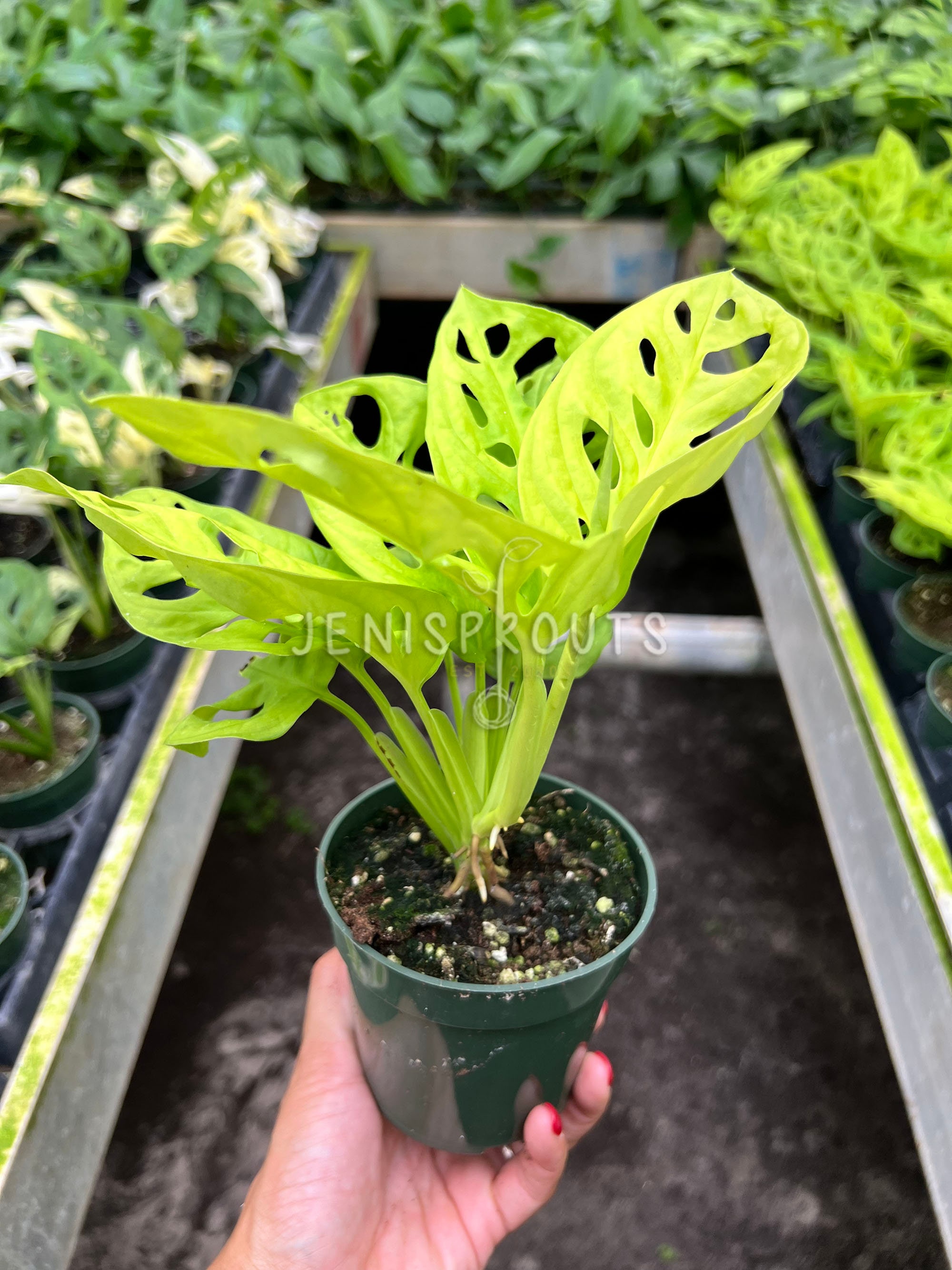 緑色ネオンライト Monstera 約50cm