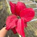 see more listings in the Aglaonema section