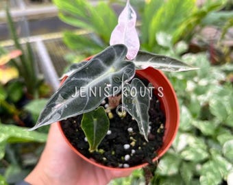 Anthurium Red Crystallinum X SKG Silver – Hybrid Velvet Leaf Aroid