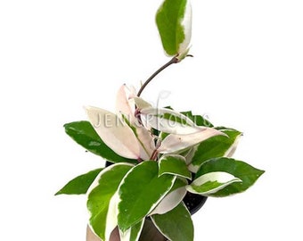 Hoya Carnosa Krimson Queen Pot 4” - Houseplant - Tropical Foliage