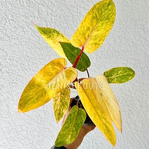 Philodendron Painted Lady Pot 4” Indoor Plants -  Houseplant - Tropical Foliage