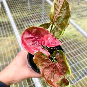 Syngonium Strawberry Ice Plant – 4” Pot – Rare Variegated Pink Leaves – Indoor Houseplant | Pastel pink tones, collector favorite