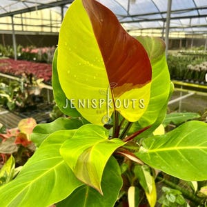 May include: A vibrant green and red philodendron plant with large, glossy leaves. The plant is in a pot and has a red stem.