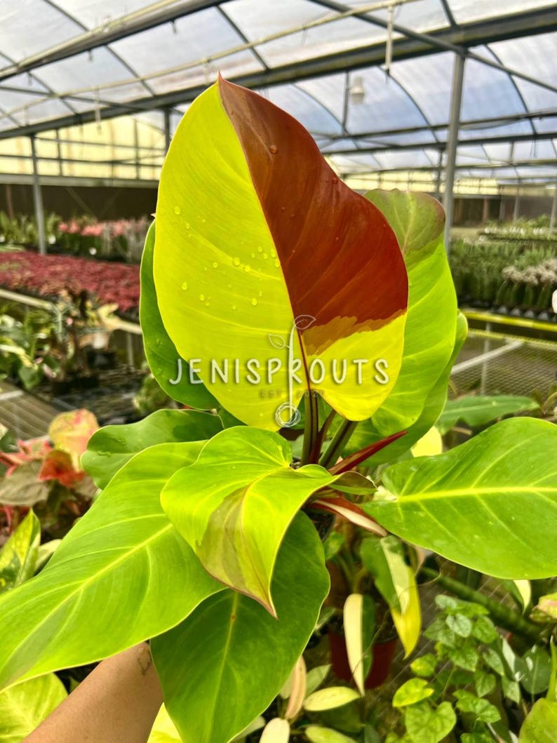 May include: A vibrant green and red philodendron plant with large, glossy leaves. The plant is in a pot and has a red stem.