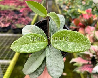 Hoya Krinkle 8 Albomarginata – Variegated Wax Plant – 4” Pot - Etsy