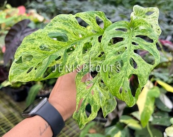 philodendron pictures Philodendron Pink Princess Houseplant with Planter - Medium ( 7
