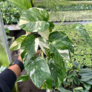 May include: A variegated houseplant with white and green leaves. The plant is being held by a hand with a watch on the wrist.