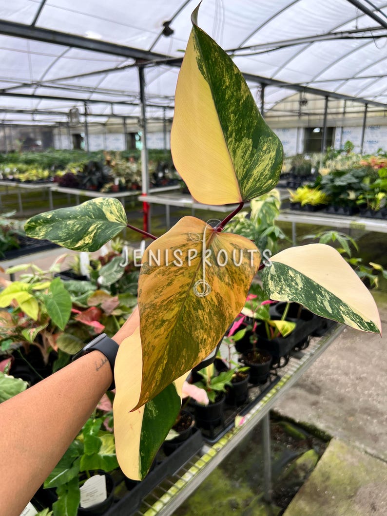 Philodendron Strawberry Shake Pot 4. Fun and Quirky, Strawberry