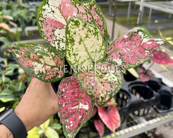 Aglaonema Pink Tricolor Pot 4”. Vibrant pink and green foliage - Houseplant - Indoor Plant - Tropical Foliage