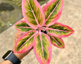 Aglaonema Lotus Delight Exotic Plants | Free Phythosanitary Certificate -  Etsy