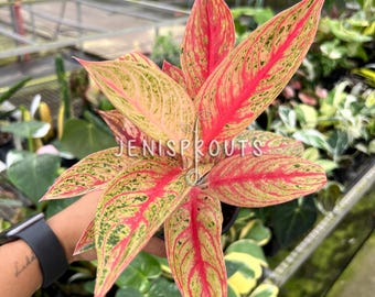 money plant lunaria Lunaria annua | Money Plant main image 1