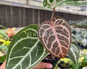 Anthurium Red Crystallinum X SKG Silver – Hybrid Velvet Leaf Aroid