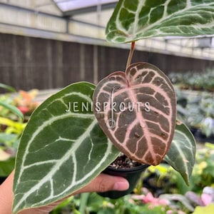 Anthurium Skg Silver - Etsy
