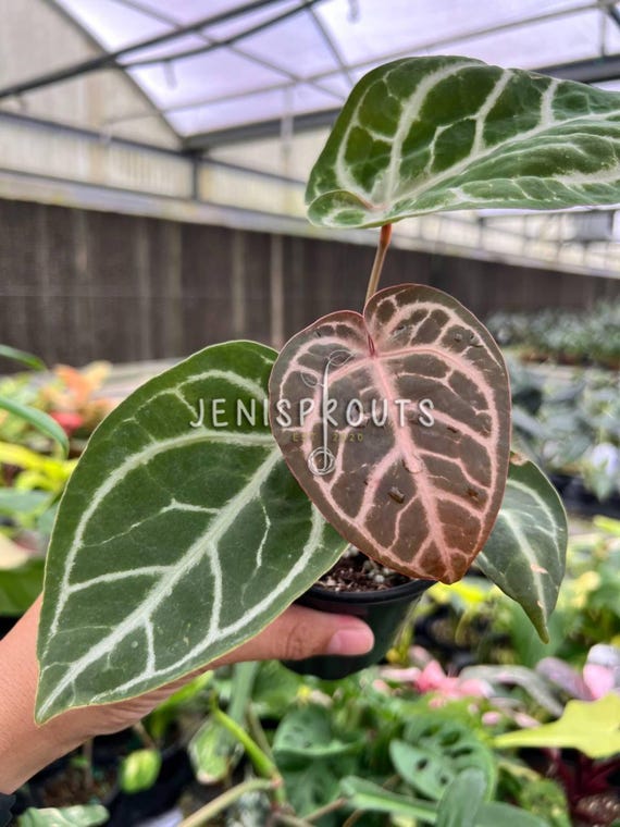 Anthurium Red Crystallinum X SKG Silver – Hybrid Velvet Leaf Aroid