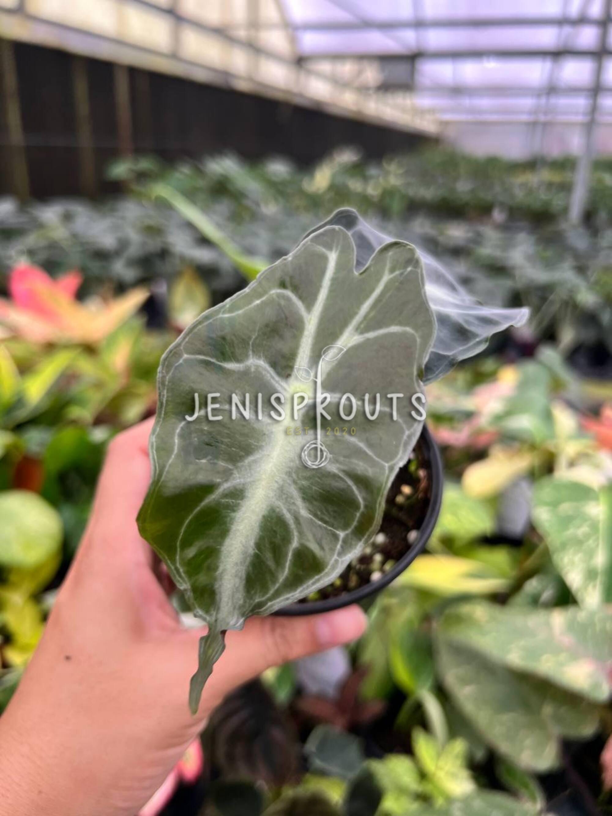 R*k様 MS214 5株セット Alocasia Venom アロカシア・ヴェ R*k様 MS214 5株セット Alocasia Venom アロカシア・ヴェ