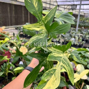 Variegated Pedatum - Etsy