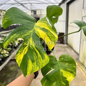 Monstera Aurea Pot 4”. Luxurious and exotic, golden variegation - Indoor Plants -  Houseplant - Tropical Foliage - Collection Plant