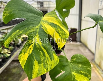 Monstera Aurea Pot 6” - Rare Variegated Monstera - Yellow Variegated Indoor Plant - Tropical Foliage