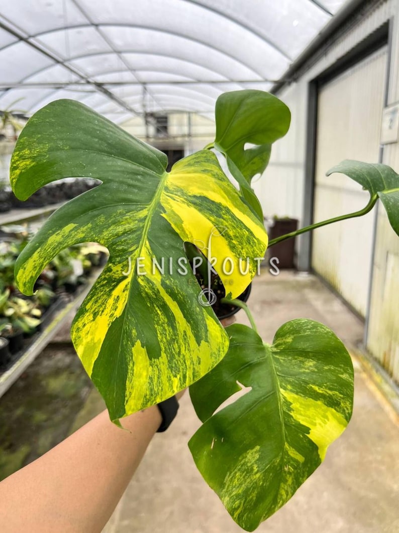 May include: A variegated Monstera plant with large, green and yellow leaves. The plant is being held by a hand in a greenhouse setting. The text "JENISPROUTS" is visible on a tag attached to the plant.