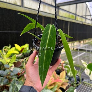 Hanging Anthurium - Etsy