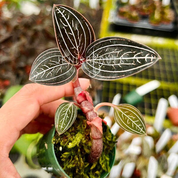 Jewel Orchid Ludisia Discolor Dark Form Pot 2” - Houseplant - Indoor plant