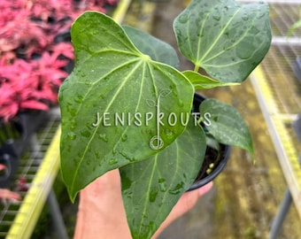 Anthurium Delta Force – Rare Dark Veined Foliage Plant – Tropical Collector Anthurium – Indoor Plants –  Houseplant – 4” Pot