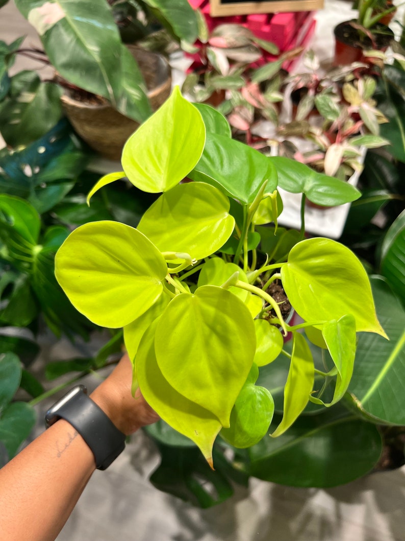 Jenisprouts Philodendron Cordatum - Thumbnail 3