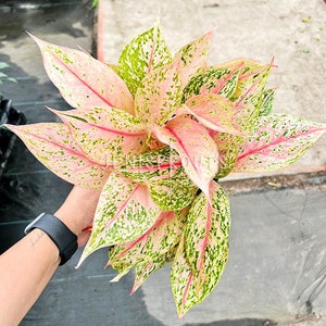 Aglaonema Bidadari Pot 6 - Indoor Plants - Houseplant - Tropical Foliage -  Etsy
