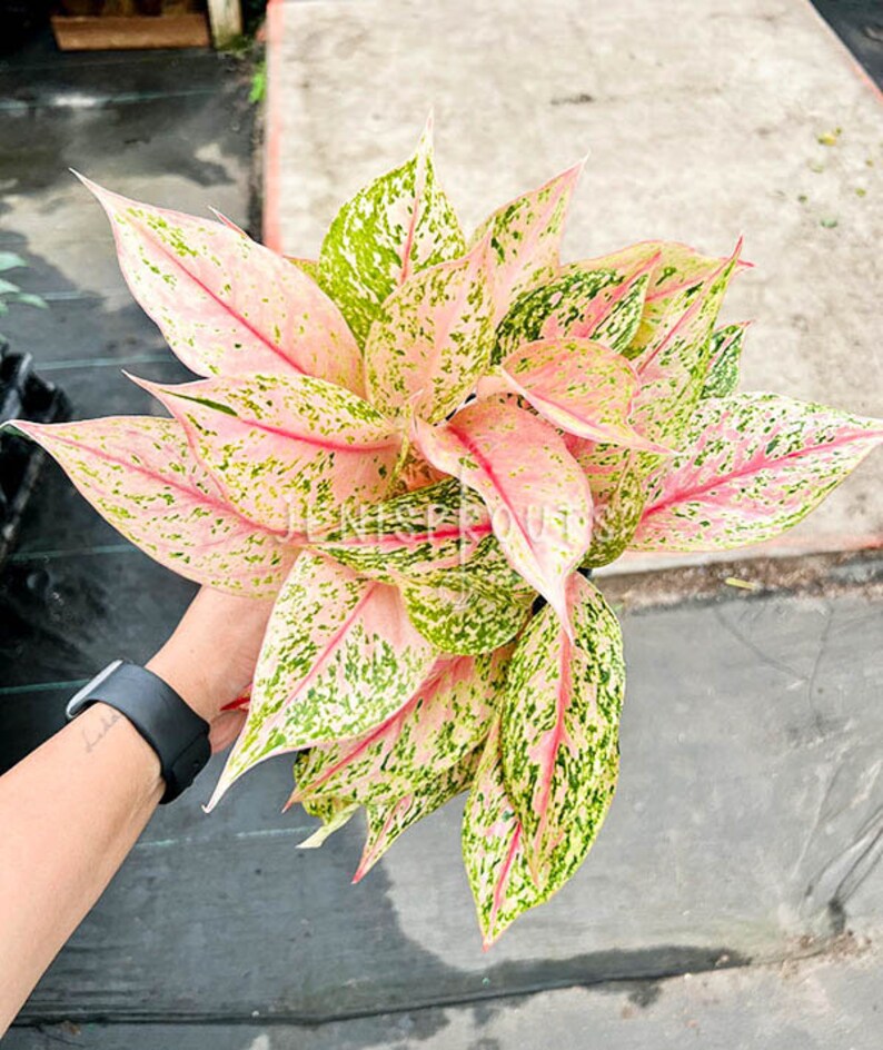 Aglaonema Bidadari Pot 6 Houseplant image 1