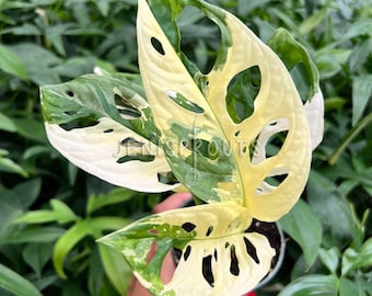 Monstera Adansonii Albo Pot 4”. Variegated leaves for a unique look - Indoor Plants -  Houseplant - Tropical Foliage
