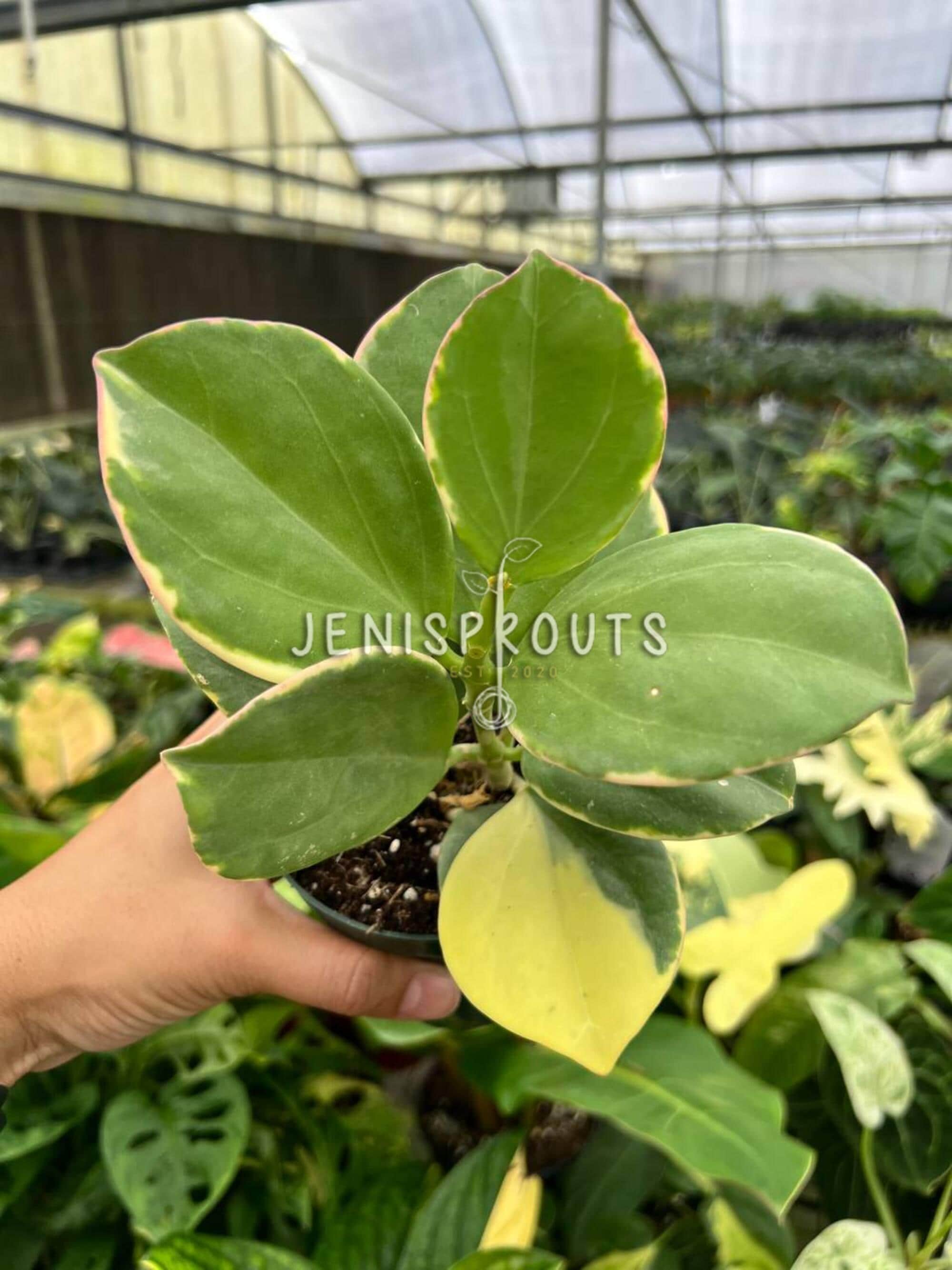 Variegated Hoya Pachyclada: Rare Wax Plant, 4