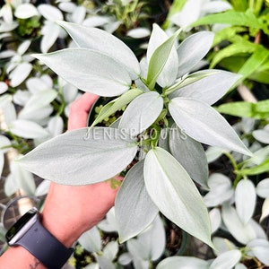 Philodendron Silver Sword Pot 4” Indoor Plants -  Houseplant - Tropical Foliage