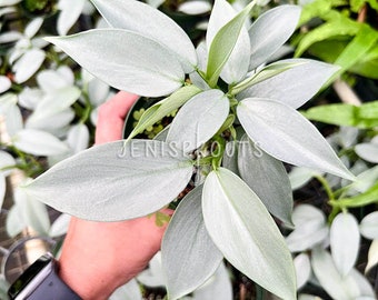 Philodendron Silver Sword Pot 4”. Sword-shaped leaves for a dramatic look - Indoor Plants - Houseplant - Tropical Foliage