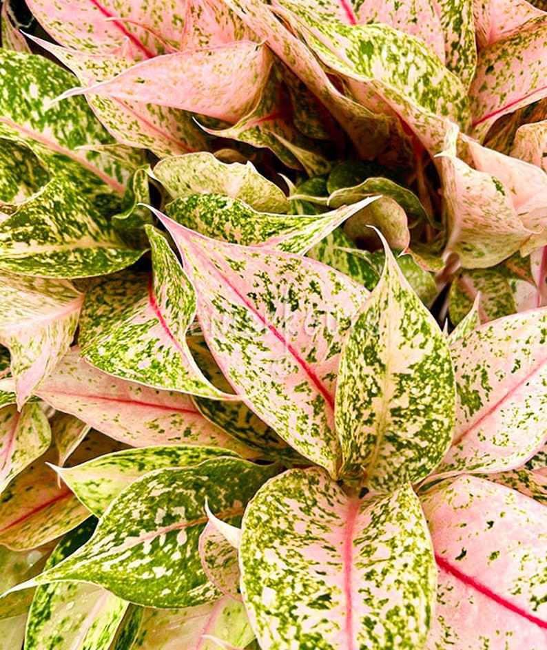 Aglaonema Bidadari Pot 6 Houseplant image 2