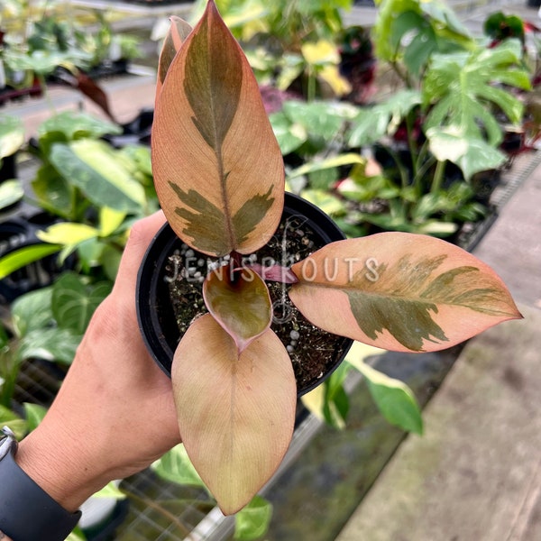 Philodendron Black Cardinal Variegated Pot 4” - Houseplant - Tropical Foliage - Indoor Plants - Collection Plant