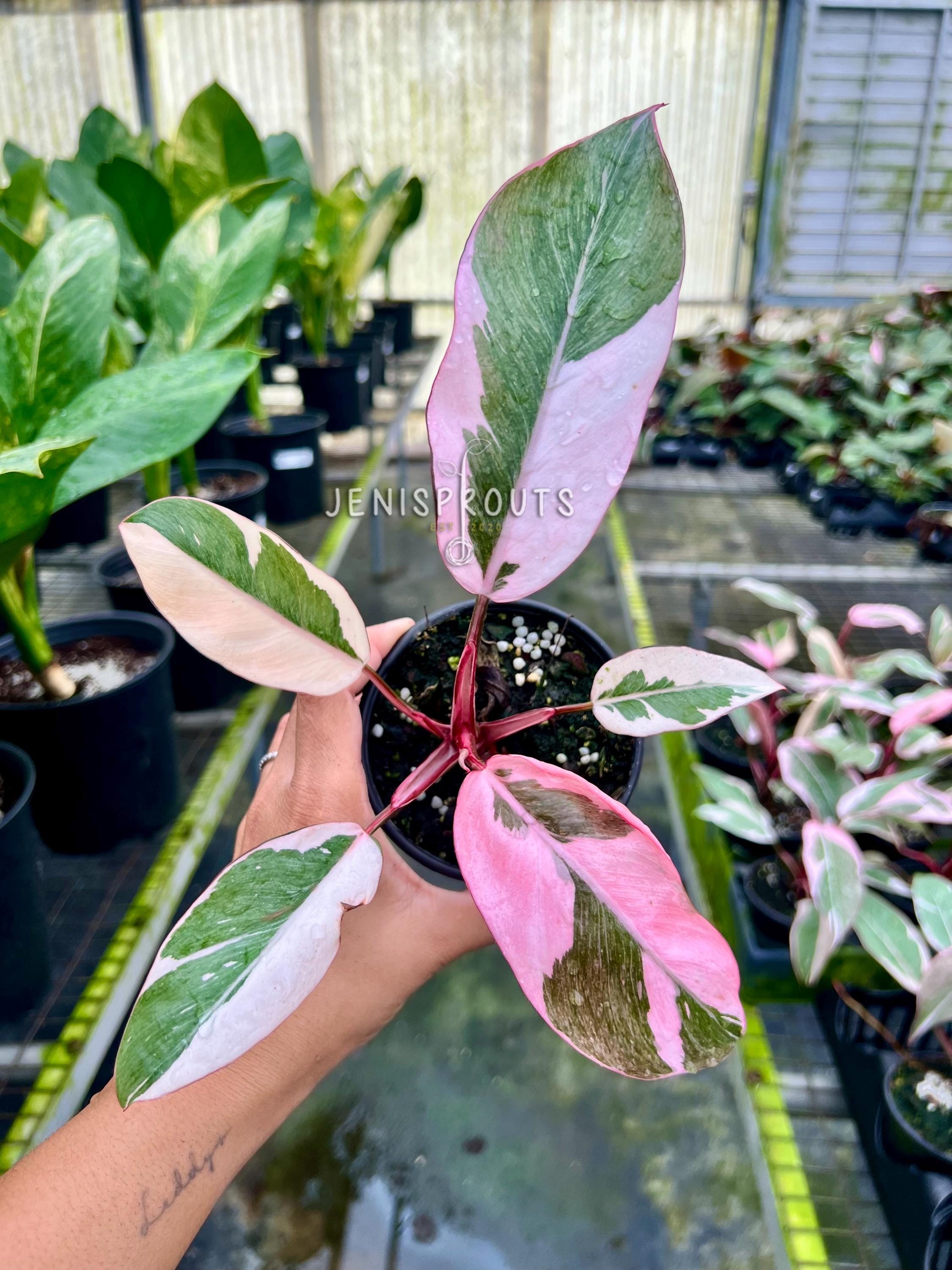 pink princess スポア Philodendron Pink Princess Mutation - Etsy