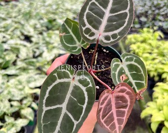 Anthurium Red Crystallinum X SKG Silver – Hybrid Velvet Leaf Aroid