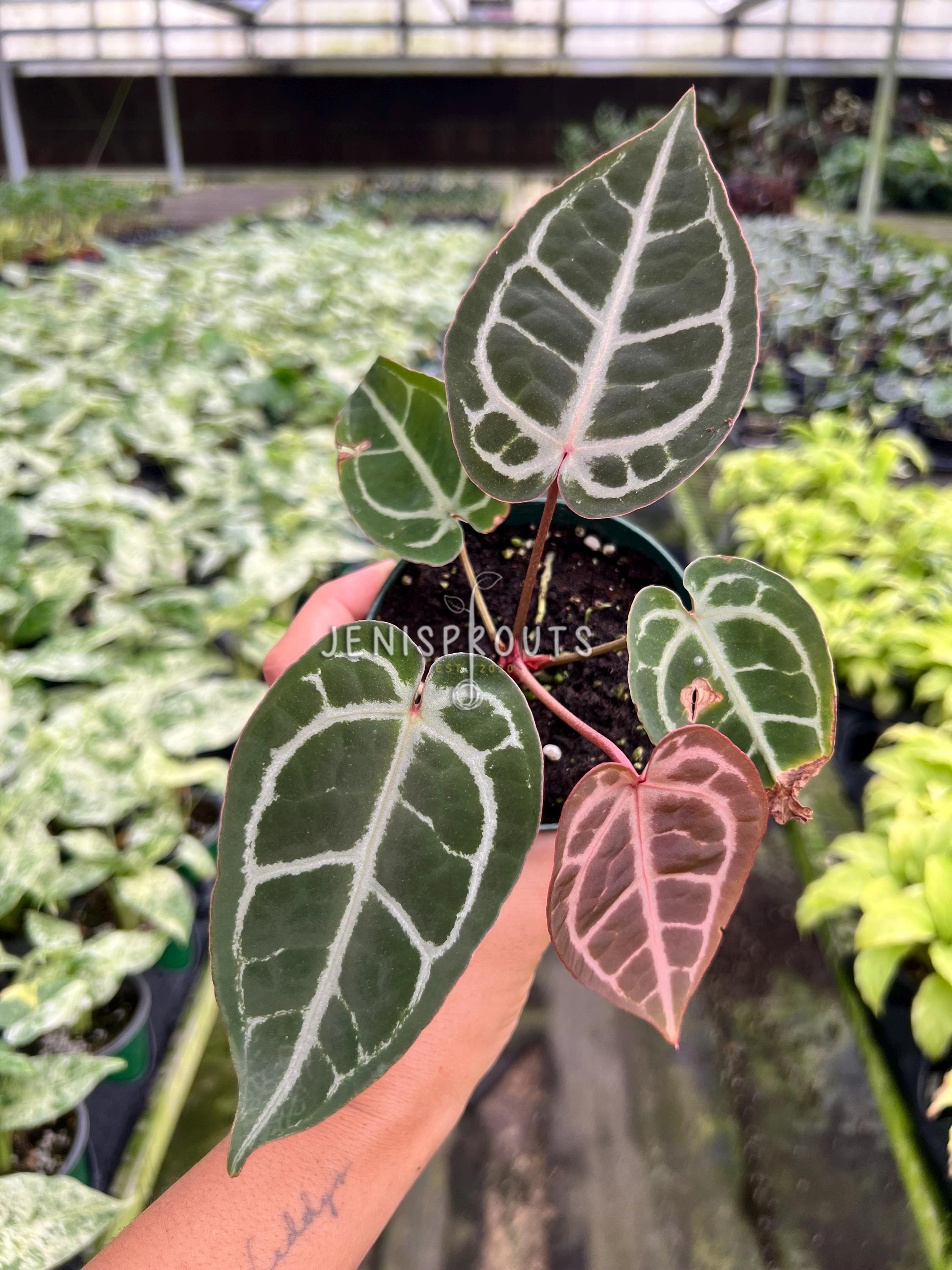 A.Crystall × (SKG Silver×Red Magnificum) Anthurium Red Crystallinum X SKG Silver – Hybrid Velvet Leaf Aroid