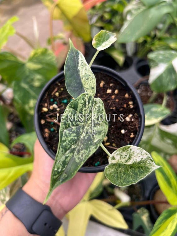 Alocasia Dragon Scale Mint Variegated - 4